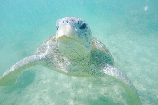 Snorkeling On Beautiful Rock Island - Unawatuna by Boat - An In-Depth Look at the Snorkeling Experience