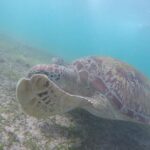 Snorkeling Safari in Mirissa - Frequently Asked Questions