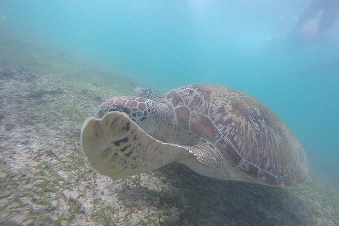 Snorkeling Safari in Mirissa - Frequently Asked Questions