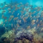 Snorkeling ( start at Ko Kut) - What Makes This Tour Stand Out?