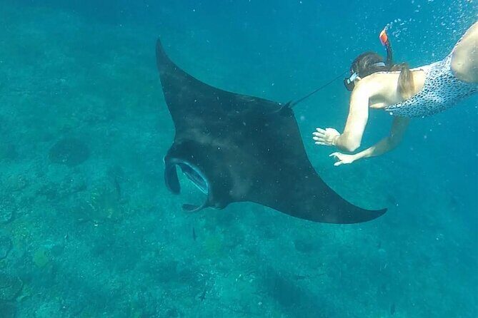 Snorkeling with Manta Rays in Their Habitat with Manta Point - FAQs About the Snorkeling with Manta Rays Tour