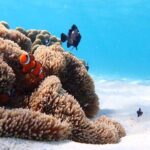 Snorkeling with Sea Turtle - The Itinerary: What to Expect