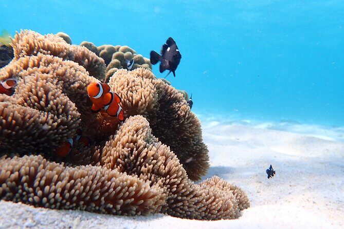 Snorkeling with Sea Turtle - The Itinerary: What to Expect