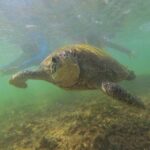 Snorkeling with Sea Turtles in Mirissa (Pickup and Drop included) - Practical Details and Tips