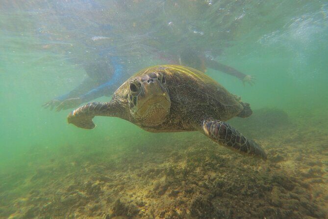 Snorkeling with Sea Turtles in Mirissa (Pickup and Drop included) - Practical Details and Tips