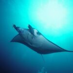 Snorkelling with Manta Rays at Nusa Penida and Lembongan - Authentic Encounters and Real-Life Experiences