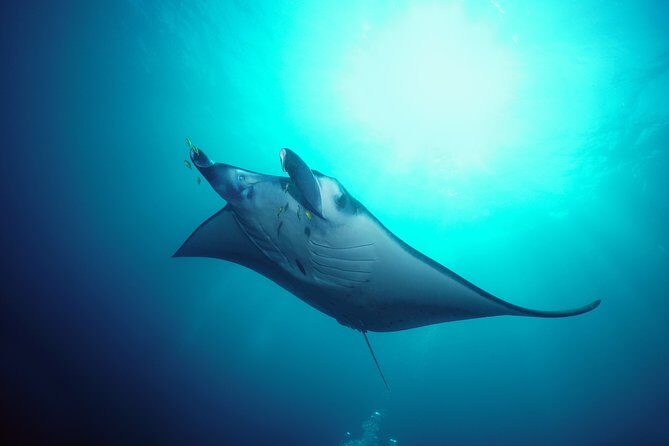 Snorkelling with Manta Rays at Nusa Penida and Lembongan - Authentic Encounters and Real-Life Experiences