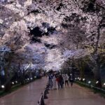 Snow Monkey and Cherry Blossom Illumination Tour (3rd ~19th Apr) - FAQs