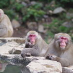 Snow Monkey and Obuse from Nagano - Exploring Obuse: A Cultural Gem