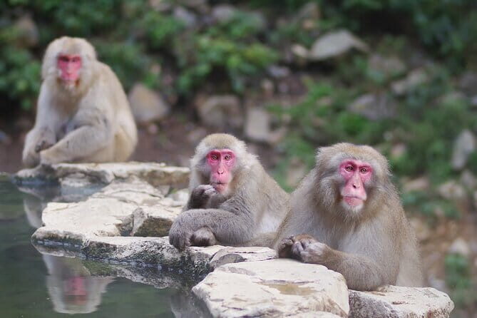 Snow Monkey and Obuse from Nagano - Exploring Obuse: A Cultural Gem