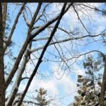 Snow Monkey Nagano Day Tour by Car English Driver in Person Guide - The Itinerary in Detail