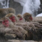 Snow Monkey Park and Miso Production Tour Bullet Train from Tokyo - What Makes This Tour Stand Out?