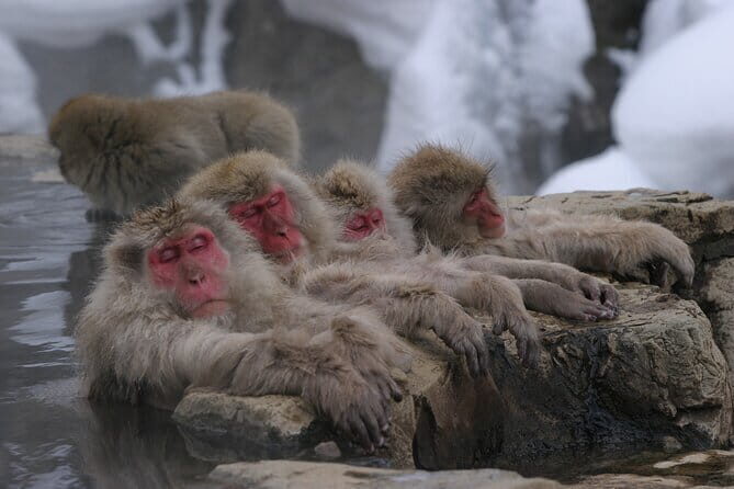 Snow Monkey Park and Miso Production Tour Bullet Train from Tokyo - What Makes This Tour Stand Out?