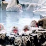 Snow Monkey Park and Zenko ji Temple Private Day Tour - FAQs