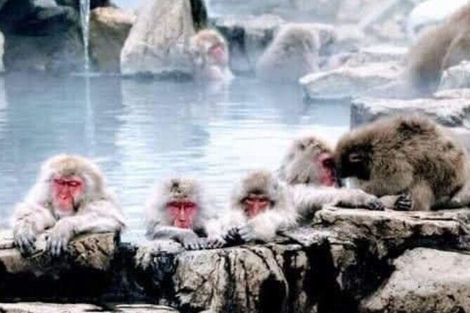 Snow Monkey Park and Zenko ji Temple Private Day Tour - FAQs