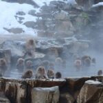Snow Monkey Park Private Tour from Tokyo with licensed guide - Frequently Asked Questions