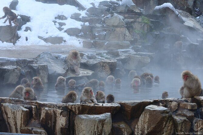 Snow Monkey Park Private Tour from Tokyo with licensed guide - Frequently Asked Questions