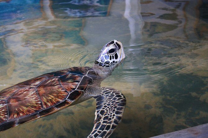 Southern Sri Lanka Sightseeing Day Trip From Colombo & Negombo - The Sum Up: Is It Worth It?