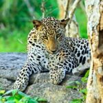 Special Full Day Safari Yala National Park - 04:30 AM to 06:00 PM - Who Will Love This Safari?