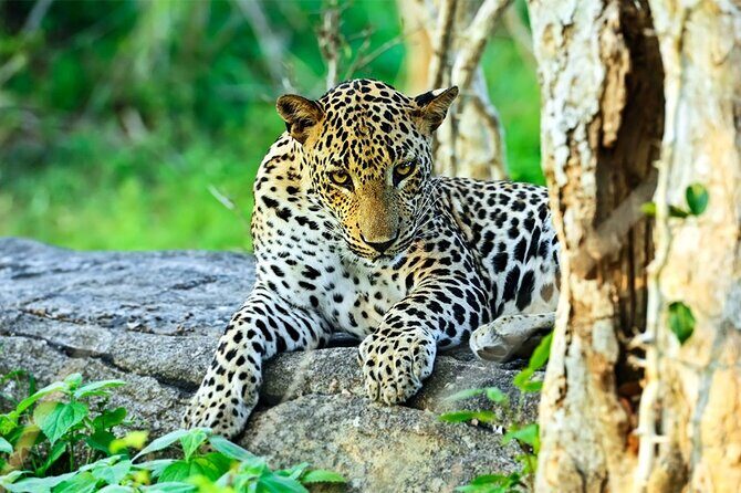 Special Leopards Safari Yala National Park - 04:30 AM to 11:30 AM - Authentic Experiences from Reviews