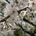 Spring in Kichijoji Discover Cherry Blossoms at Inokashira Park - Who Will Love This Tour?