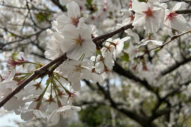 Spring in Kichijoji Discover Cherry Blossoms at Inokashira Park - Who Will Love This Tour?