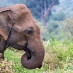 Sri Lanka 5 Day tour Best Nature and Culture include top hotels - Who Should Book This Tour?