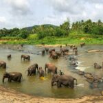 Sri Lanka Private Customizable Tour With Driver and Vehicle - Frequently Asked Questions