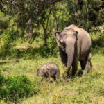 Sri Lanka Private Tour- Beach, Sinharaja, Yala, Udawalawe - Who Should Consider This Tour