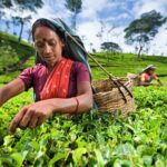 Sri Lanka Tour/6 Days+Friendly Chauffeur +vehicle+accommodation H/B basis - Exploring the 6-Day Itinerary in Detail