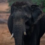 Sri Lanka Yala Wildlife Safari Tours - The Full Experience: An In-Depth Look at Yala Safari Tours