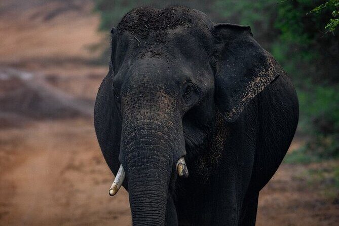 Sri Lanka Yala Wildlife Safari Tours - The Full Experience: An In-Depth Look at Yala Safari Tours