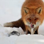 Steller's sea Eagle/White-tailed Eagle watching tour - An Honest Look at the Eagle Watching Tour