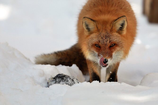 Steller's sea Eagle/White-tailed Eagle watching tour - An Honest Look at the Eagle Watching Tour