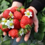 Strawberry Picking, Winter Sled with Eobi Ice Valley from Seoul - In-Depth Review