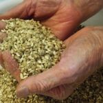 Strengthen the immunity!! Making miso in Japanese old house. - An In-Depth Look at the Miso-Making Experience in Kyoto