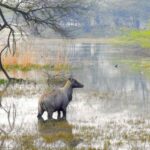 Sultanpur Bird Sanctuary: 2-Day Tour from Delhi - Why This Tour Offers Good Value