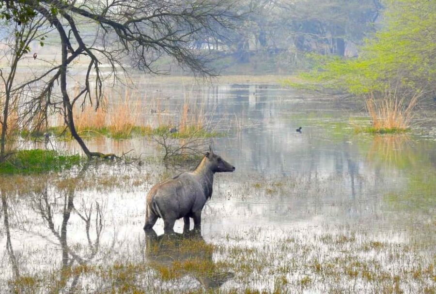 Sultanpur Bird Sanctuary: 2-Day Tour from Delhi - Why This Tour Offers Good Value