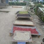 Sumatra Coffee Tour - Exploring the Sumatra Coffee Tour in Detail