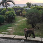 Sunset Dinner on Monkey Mountain - FAQ