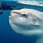 Swim With Manta Rays Snorkeling Nusa Penida - Final Thoughts