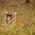 Tadoba wild life tour - What Makes This Tour Stand Out?