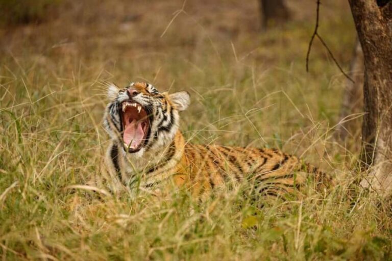Tadoba wild life tour - What Makes This Tour Stand Out?
