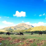 Taipei: Yangmingshan & Beitou Full-Day Tour - Exploring the Natural Beauty of Yangmingshan National Park