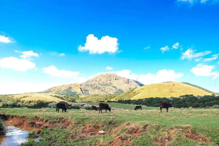 Taipei: Yangmingshan & Beitou Full-Day Tour - Exploring the Natural Beauty of Yangmingshan National Park