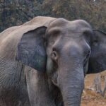 Taj Mahal with Visit to Elephant Conservation Center From Delhi - The Sum Up: Who Should Consider This Tour?