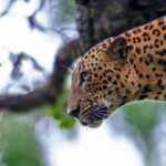 Tangalle: Safari Day Trip to Yala & Udawalawe w/ Picnic - The Practicalities: What’s Included and What’s Not