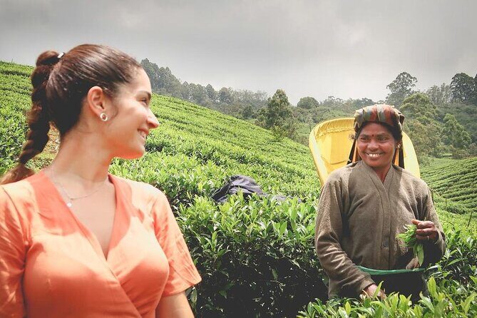 Tea Fields & Factory Tour - Who Will Love This Tour?