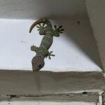 Tea Plantation and Rainforest Tour with Tribal Life in Sreemangal - Final Thoughts