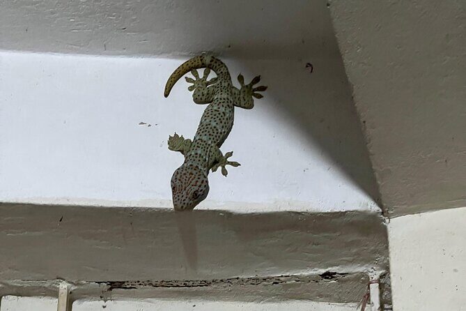 Tea Plantation and Rainforest Tour with Tribal Life in Sreemangal - Final Thoughts